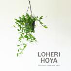  Hoya *ro износ ... баланс . хороший симпатичный товар вид. подвешивание ниже растения грузоподъемность .. подвешивание горшок висячий декоративное растение салон интерьер 