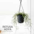観葉植物 種類 室内 おしゃれ 吊り下げ 4号 ホヤ・レツーサ(そこそこボリュームあります!)