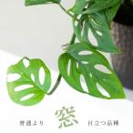 観葉植物 小葉で、ツルが伸びやすいマドカ