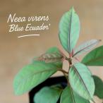 ニーア・ブルーエクアドル(Neea virens Blue Ecuador)