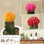 ショッピング多肉植物 多肉植物 種類 おしゃれ かわいい インテリア テーブル 卓上 サボテン：ヒボタン カラフル  ※サボテンの色はお任せとなります