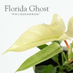 観葉植物 フィロデンドロン 室内 おしゃれ 変化が面白い フロリダゴースト（3号）