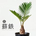 ショッピング観葉植物 ミニなのに本格派。四年ものソテツ（蘇鉄）