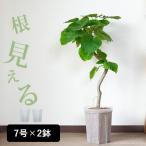 ショッピング植木鉢 植木鉢 透明 プラ鉢 ネガミエル 透明スリット鉢[7号サイズ×2鉢SET]※お届けは5/23〜