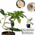 観葉植物 種類 室内 おしゃれ 盆栽 TSUBAKI ツバキ 現品販売