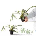 観葉植物室内コウモリラン・ヴィーチ...