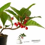 観葉植物 種類 室内 おしゃれ ヤブコウジ 十両 苗 ※陶器鉢type【お届けは、４日後〜】