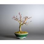  бонсай kagayakimomiji бонсай . лист ( блестящий . лист мини бонсай ) shohin bonsai 4389