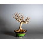  бонсай клён трёхраздельный бонсай Tang клен (.. клен * бонсай Tang клен ) shohin bonsai 4395