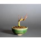  маленький бонсай тканый . клен бонсай (olihi память miji. лист маленький бонсай ) маленький бонсай 4397