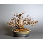  бонсай клён трёхраздельный бонсай (.. клен * Tang клен мини бонсай ) shohin bonsai 4398