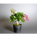  бонсай для рассада бонсай материалы индийская сирень бонсай мини бонсай материалы (.. скольжение * бонсай 100 день .)m0135