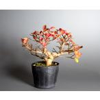  бонсай для рассада бонсай материалы индийская сирень бонсай мини бонсай материалы (.. скольжение * бонсай 100 день .)m0139