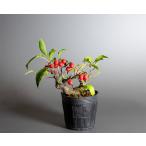  бонсай для рассада бонсай материалы u память при бонсай мини бонсай материалы (.....* бонсай слива .)m0140