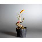  бонсай материалы бонсай материалы ..mayumi бонсай подлинный смычок (...*. кожа . подлинный смычок бонсай ) маленький бонсай мини бонсай m0143