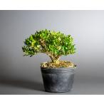  бонсай для рассада бонсай материалы Thai one tsuge бонсай мини бонсай материалы ( хочет ....* бонсай Taiwan желтый .)m0145