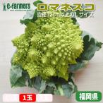 romanesko1 шар прекрасный внешний вид. обеденный стол ...! здоровье . прекрасный тест ... обе . побудить совершить запад овощи Fukuoka префектура производство 