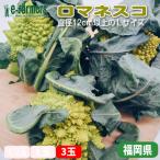 romanesko3 шар комплект прекрасный внешний вид. обеденный стол ...! здоровье . прекрасный тест ... обе . побудить совершить запад овощи Fukuoka префектура производство 