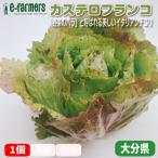  rental терроризм franc ko1 шт [ овощи. роза ] называющаяся прекрасный Италия . производство. цикорий Kyushu ( Ooita * Fukuoka префектура ) производство 