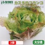  rental терроризм franc ko3 шт. комплект [ овощи. роза ] называющаяся прекрасный Италия . производство. цикорий Fukuoka префектура производство 