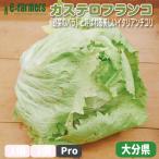  rental терроризм franc koPro бесплатная доставка 10 шт. комплект [ овощи. роза ] называющаяся прекрасный Италия . производство. цикорий Fukuoka префектура производство 