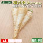  route петрушка ( корень петрушка ) 1 шт. 50g степень уникальность. трава .... ..... популярный запад овощи Fukuoka префектура * Shizuoka префектура производство 