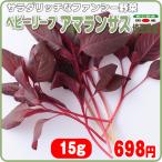 サラダリッチなファンシー野菜　べビリーフ アマランサス １５ｇ 完全無農薬水耕栽培 埼玉県産