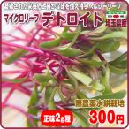 マイクロデトロイト 凝縮された栄養価と確かな味を備え持つヘルシーリーフ 埼玉県産