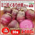 ミニ紅くるり大根 Ｐｒｏ ３本ｘ１０袋ケース 手の平サイズ 栄養凝縮 ミニ野菜 国産