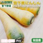  снег внизу желтый морковь Pro 10 шт. комплект . зима период . снег. внизу. земля среди культивирование быть специальный морковь Akita префектура производство 