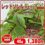レッドソレル(オゼイユ) １５ｇ程度（風袋込）ｘ３パック