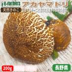  натуральный .. . красный yamadoli1~2 листов 200g степень poruchi-ni.. тест .. толщина . прекрасный тест Nagano префектура производство 