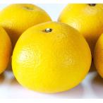 ..( - sak) контактный дерево рассада 1 шт. 