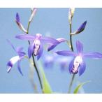 ショッピング苗 青花シラン　ポット苗　2ポット（セール）
