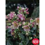 ショッピング薔薇 クリスマスローズ　HGC氷の薔薇　イタリアーノ　カルロッタ　4.5号メリクロンポット苗　1株（花終わりセール！5800円を4000円にて。）