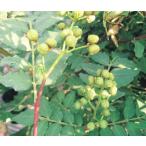 [ сильно сниженная цена!] Ultra виноград reference контактный дерево рассада 1 шт. ( наш магазин отпускная цена 5,800 иен. место,2,170 иен ..)