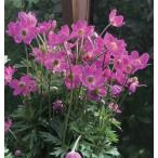 アネモネ　スプリングビューティー　ピンク　4号　1株