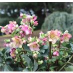 クリスマスローズ HGC氷の薔薇 イタリアーノ カルロッタ 4.5号メリクロンポット苗 1株(今年の花は終わりです。来年に向けて鉢増してください。)