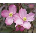 クレマチス　モンタナ　フレーダ　4号　1株