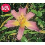 【大特価！！】ヘメロカリス　アナベラ　地掘苗　1株