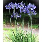アガパンサス　プリッツプレステージ　ポット苗　1株