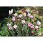 アッツザクラ　チューリップ咲き　2.5号　1ポット