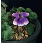 オオタチツボスミレ覆輪ポット苗1株