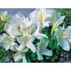 白レンゲツツジ　3.5号ポット苗　1本