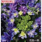 アジサイ 恋恋(出願中) 3号 1本