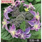 アジサイ　朱雀（出願中）　3号　1本