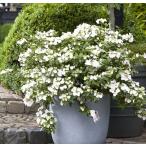 アジサイ　ラグランジア　ブライダルシャワー　Hydrangea‘USHYD0405’（出願中）　3.5号ポット苗　1本
