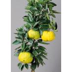  лев yuz контактный дерево рассада 1 шт. 