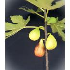 ichi ось banana Queen .. дерево рассада 1 шт. 