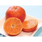  Unshu mi can маленький ... сырой контактный дерево рассада 1 шт. 